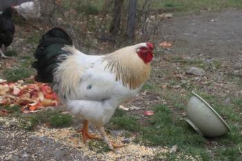 2 Free Roosters about 6 Months old (Thorndike): Take 1 or both. They are both good natured, but we ended up with 3 rooster and only need the one