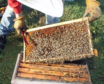 Khara Matcham lifts a frame of Sunshine Apiary honeybees from the nucleus box and inspects it before transferring into our deep hive body box at Humble Abodes woodenware in Windsor May 28. (Photo by Holly S. Edwards)