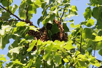 A bundle of honeybees, which swarmed from somewhere nearby, waits in a tree in downtown Rockland while scout bees are out searching for a suitable new home. (Photo by Holly S. Edwards)