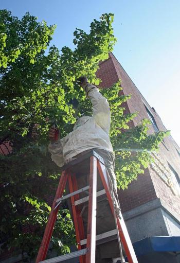 After circling around Main Street around 4:30 p.m. Friday, the honeybee swarm settled on this tree in front of Camden National Bank. (Photo by Holly S. Edwards)