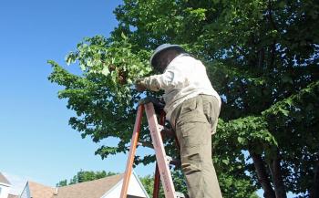 Beekeeper Peter Lammert cuts the branch with the honeybee swarm clinging to it. (Photo by Holly S. Edwards)