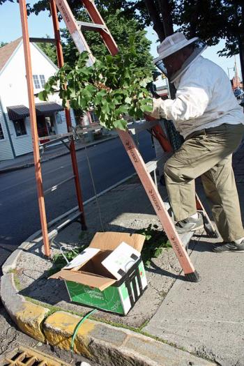 Peter Lammert moves the small swarm of bees toward a box, in which he'll transport them and then rehive them. (Photo by Holly S. Edwards)