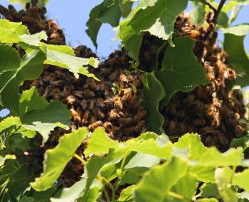 A small honeybee swarm clusters on a tree branch at the corner of Main and Orient streets in downtown Rockland Friday afternoon. (Photo by Holly S. Edwards)