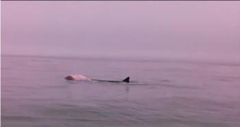 What appears to be a great white shark feeding near Damariscove Island.