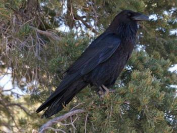 Common raven (corvus corax) at the Grand Canyon in Arizona. (Photo by Dick Daniels)