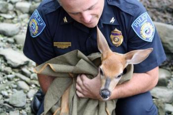 Camden Police Chief Randy Gagne tries to calm a scared fawn with a broken leg he rescued from the head of Camden Harbor. (Photo by Holly S. Edwards)