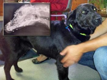 Lady, a 1-year-old stray black Laborador, was found in Waldoboro and held for 10 days before being put up for adoption and brought to the veterinarian to be spayed. That's when they learned the 'super friendly' dog's secret -- that someone in her past had assaulted her with at least 83 BB shots, and the evidence had healed under her skin. (Courtesy Lincoln County Animal Shelter)