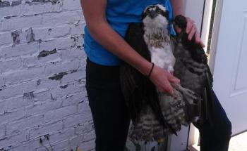 Shelley, a waitress at 40 Paper, took time from tending tables Sunday, May 25, to rescue an osprey that had been trapped in the bottom of the Knox Mill smokestack. (Photo by Janna Halwick)