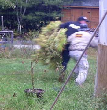After being verbally confronted by the property owner, the three men took off with an armload of matured marijuana plants, being grown for medicinal marijuana purposes. (Courtesy Maine State Police)