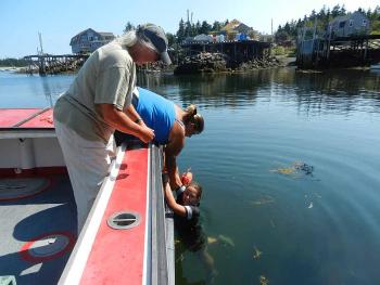 Volunteer Emily Murray is in the water, playing the victim, and lobster catcher Samantha Philbrook — who is a good deal taller than Emily and as strong as anybody — worked to pull her back aboard Robert Young's boat without Emily doing anything to help (simulating a very cold person.) (Photo by Eva Murray)