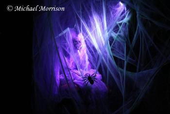 If spiders are your phobia, watch out! Photo courtesy Michael Morrison