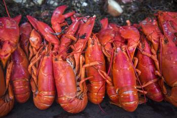 The American Lobster, Homarus americanus, is a bottom-dwelling crustacean widely distributed along the continental shelf of North America. According to Maine’s Department of Marine Resources, the lobster industry was valued at nearly $460 million in 2014. (Photo Courtesy of Alan Bennett)