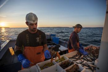 Lobster fisherman evaluate their catch in Bass Harbor. (Photo Courtesy of Holland Haverkamp)
