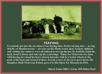 haying