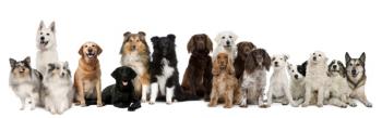 dog class, puppy class, dog training midcoast maine, fun with dogs