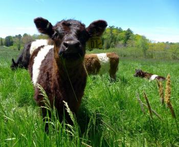 Belted Galloway calves at Aldermere Farm in Rockport Maine