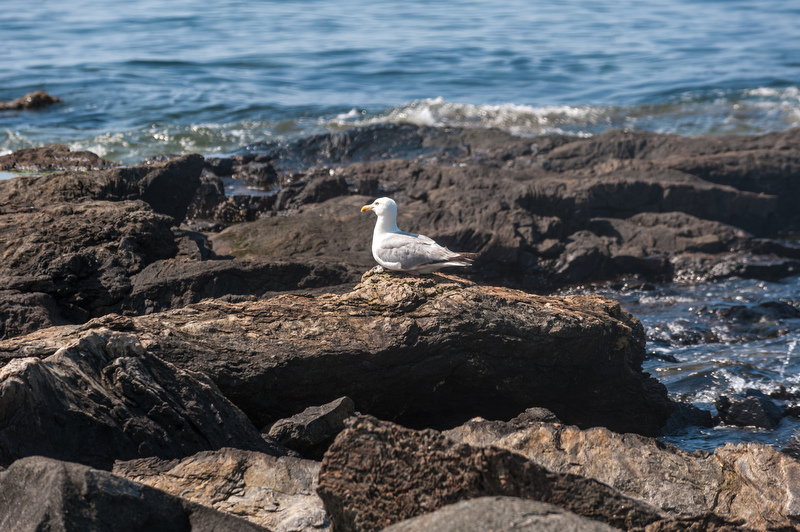 Just minding his own busines enjoying the view. Marshall Point