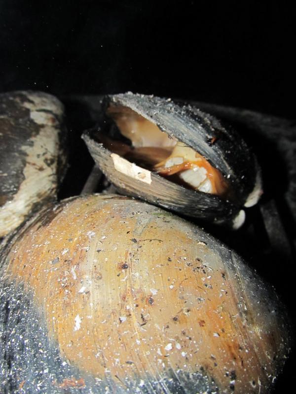 One of the quahogs starts to open quahog, maine, ladleah dunn, sailor's rest farm