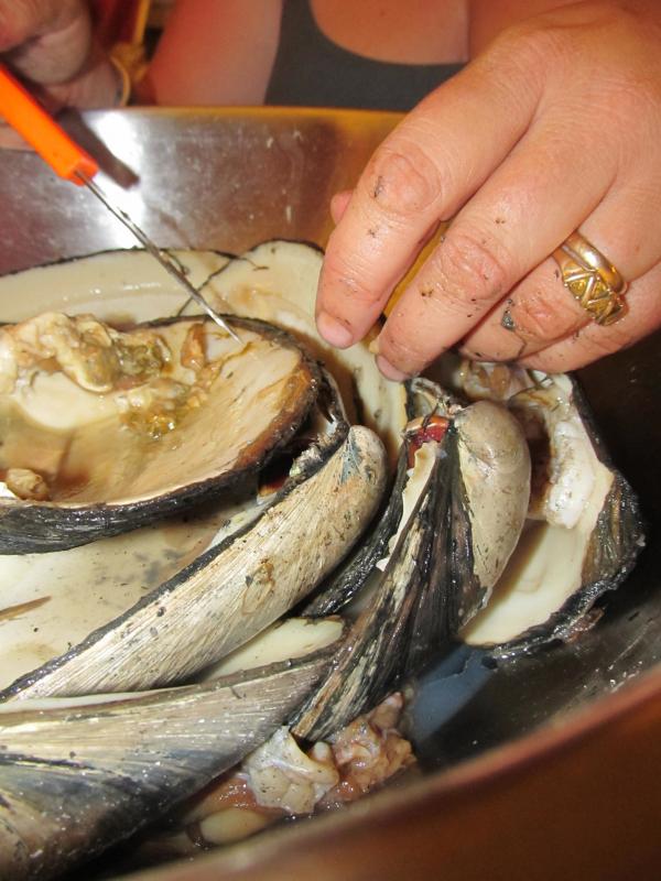 Cutting out the meat takes time and precision quahog, maine, ladleah dunn, sailor's rest farm