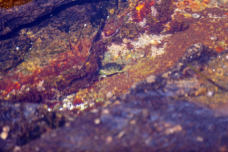 Saw this little crab in the water between the rocks. Look right in the middle of the photo. Crab at Marshall Point