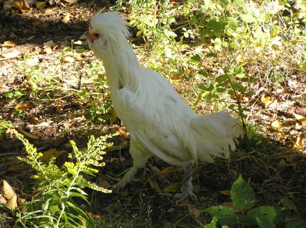 — Polish Rooster (Woolwich) — Polish Rooster (Woolwich)