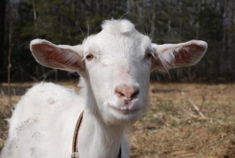 Find fresh goats millk, cheese, and more at Belfast Community Co-op Goats