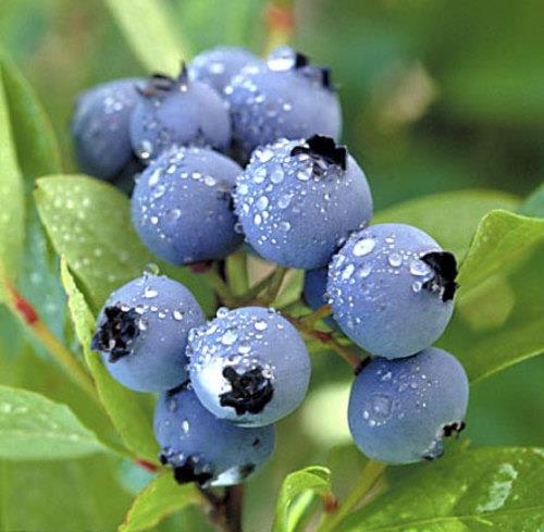 we sell them at Belfast Community Co-op , history blueberries!