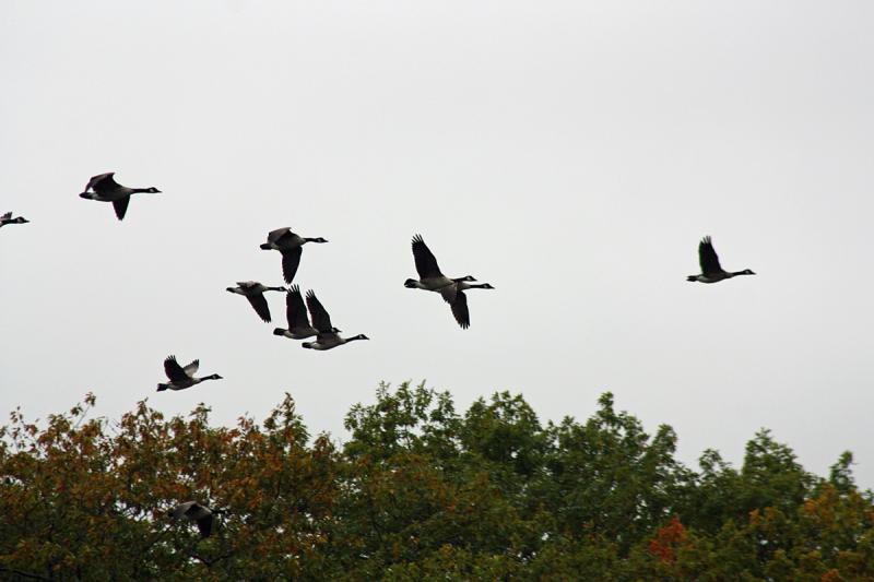 A nature moment, as a flock of Canada geese cruise by during live fire training in South Thomaston Sept. 29. (Photo by Holly S. Edwards)