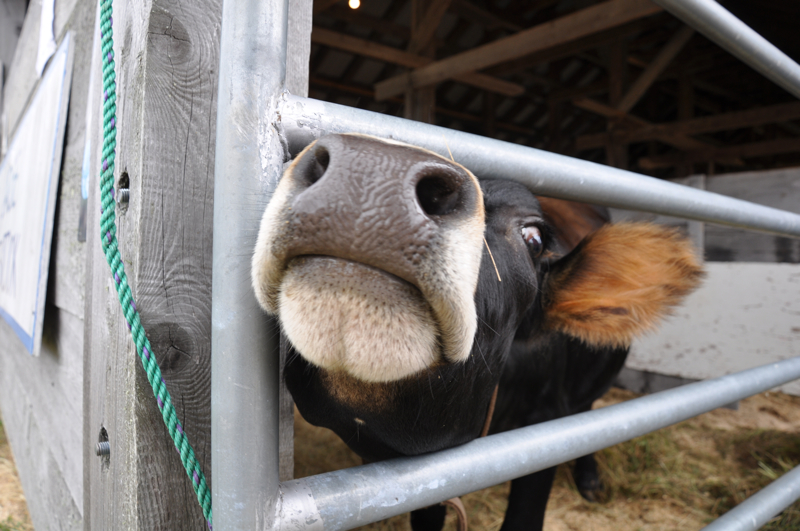 Half Dexter, half Jersey heifer, Millie, enjoying her first year at Common Ground.