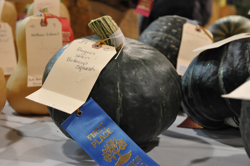 Buttercup squash.