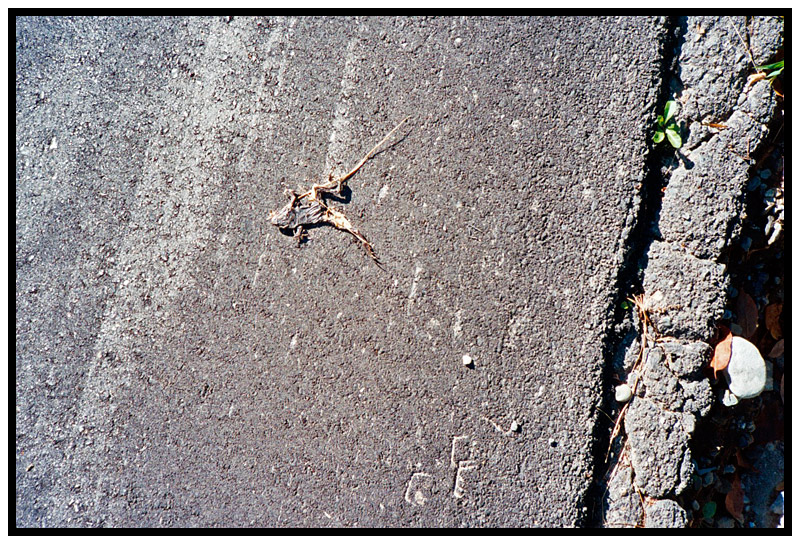 FREEDOM – Frog, road.