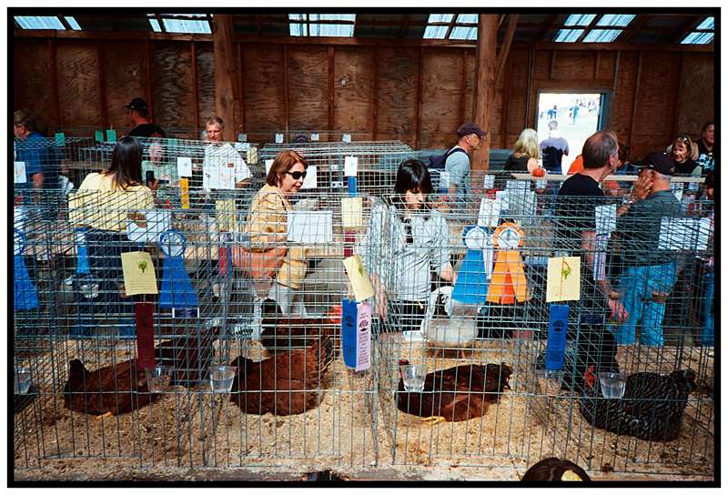 UNITY – Inside the poultry building at the Common Ground Country Fair.