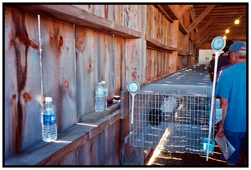 UNITY – Rabbits, reflectors.