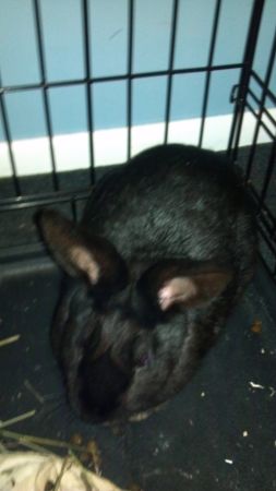Bunny (Biddeford )