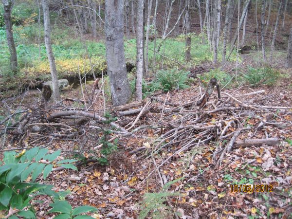 Kindling==branches from assorted trees (Damariscotta)