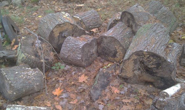 Big pieces Seasoned Maple firewood (Limerick)