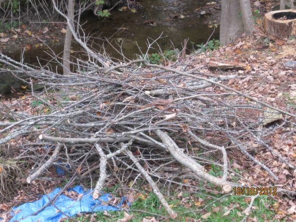 Assorted Branches-FREE KINDLING (Newcastle)
