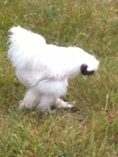 Bantom Roosters (Sanford) Bantom Roosters (Sanford)