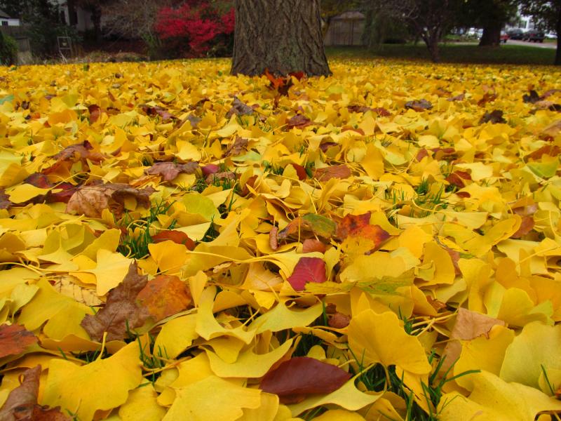 A carpet of leaves begins to build as the wind builds. (Photo by Sandy Trapani)