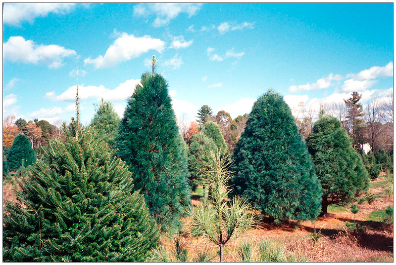 BELFAST – Among the rows of Balsam and White Pine at Fishers Christmas Tree Farm, stand several white pines with an eye-catching blue tint.