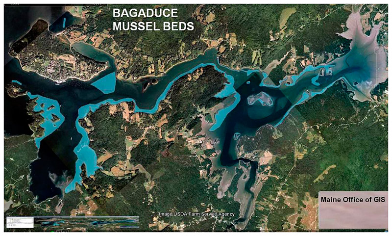 A satellite map of the Bagaduce River near Castine. The location of mussel beds are shown in blue, but Friends of Penobscot Bay believe they may not exist anymore.