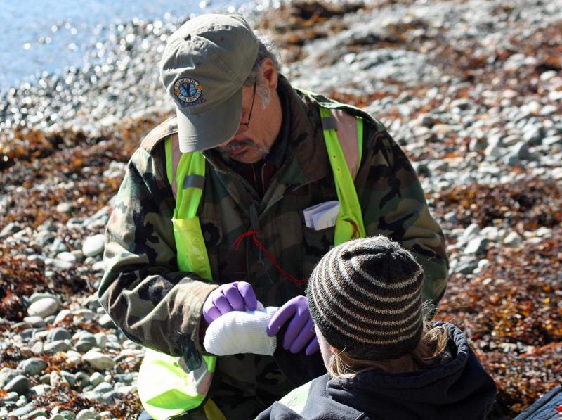 Wrapping an 'ampuated hand' injury during Saturday's mass casualty drill. (Photo by Holly S. Edwards)