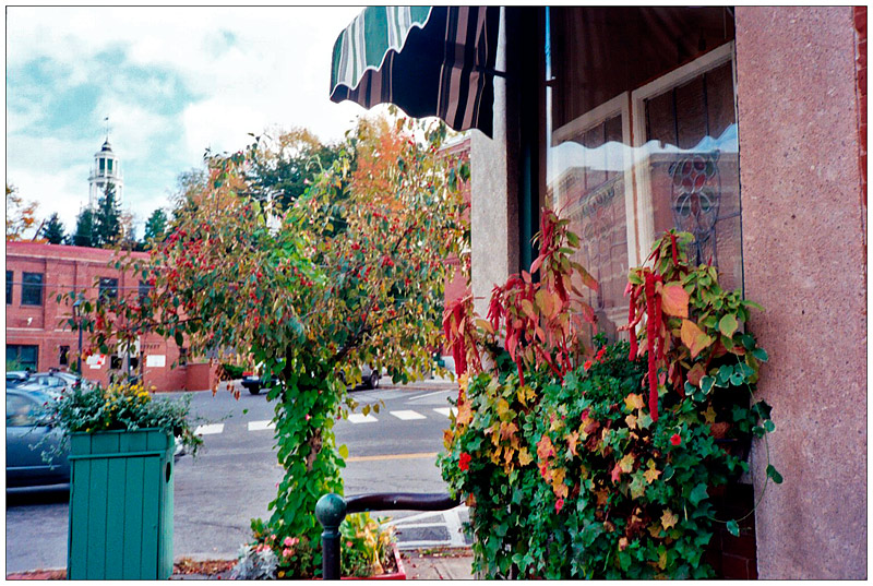 BELFAST – New plantings outside a long-vacant downtown commercial building, now occupied.