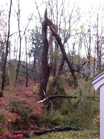 Free Wood (Cape Elizabeth)
