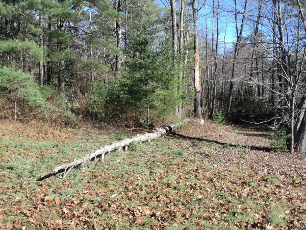 60 Foot White Pine for lumber or firewood, cut and felled