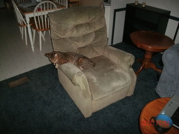Free Chairs (Bar harbor-Otter Creek)