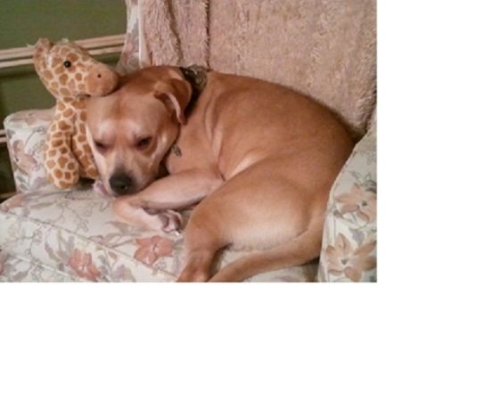 Lab/Pitt Mix (Bridgton)