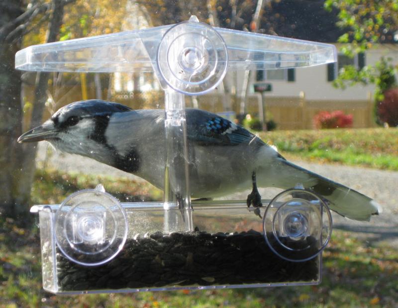 Cheeky Blue Jays, almost too big to fit in the feeder, watch me with sly eyes as they gobble down birdseed. (Photo by Kristen Lindquist)
