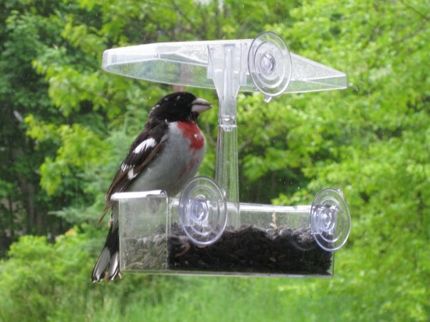 Imagine the thrill of seeing this male Rose-breasted Grosbeak show up on one spring day. (Photo by Kristen Lindquist)