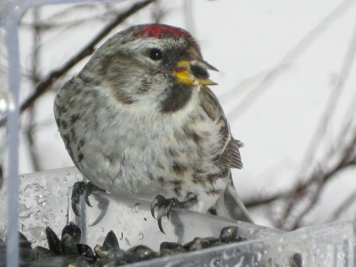 This Common Redpoll was an unexpected, one-time visitor, one I hope to see again this winter. (Photo by Kristen Lindquist)